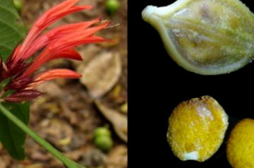 Grandioso aporte científico: hallan nueva especie de planta en bosque de Junín y Pasco