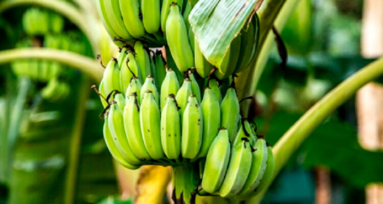 Investigación pionera destaca uso de inteligencia artificial en cultivo de banano en Perú