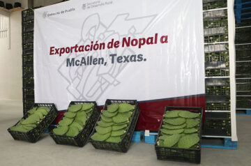 Contribuye SDR a exportación de nopal de Acatzingo a McAllen, Texas