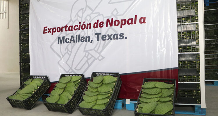 Contribuye SDR a exportación de nopal de Acatzingo a McAllen, Texas